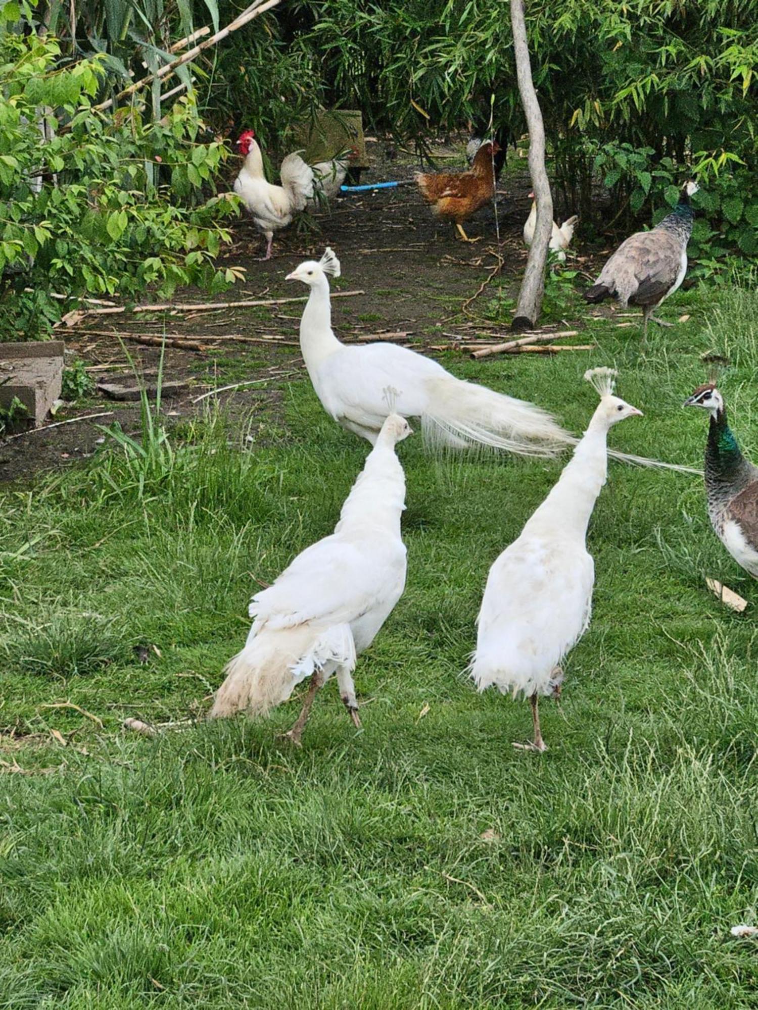 Chambre D Hotes Le Pigeonnier Fromelles Kültér fotó