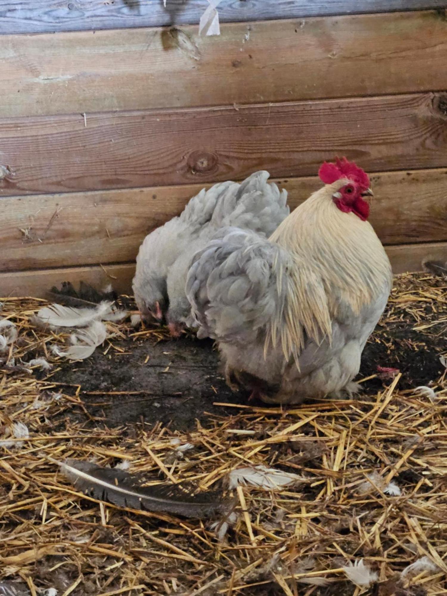 Chambre D Hotes Le Pigeonnier Fromelles Kültér fotó