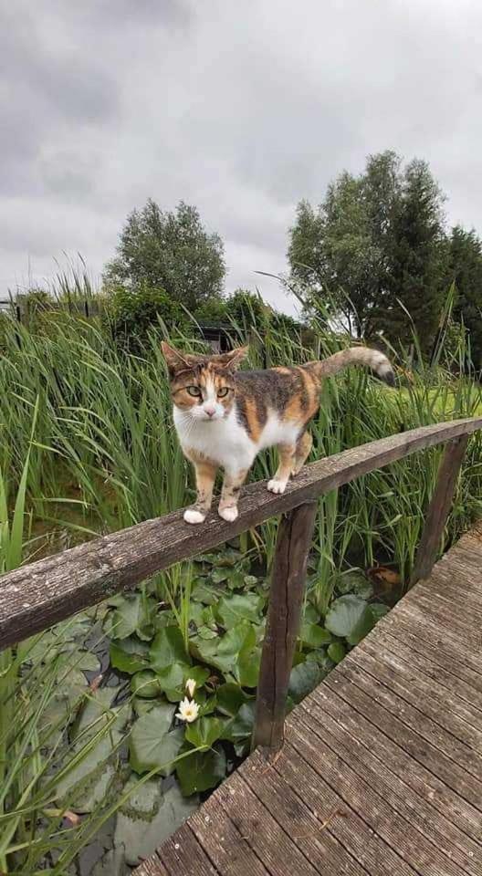 Chambre D Hotes Le Pigeonnier Fromelles Kültér fotó